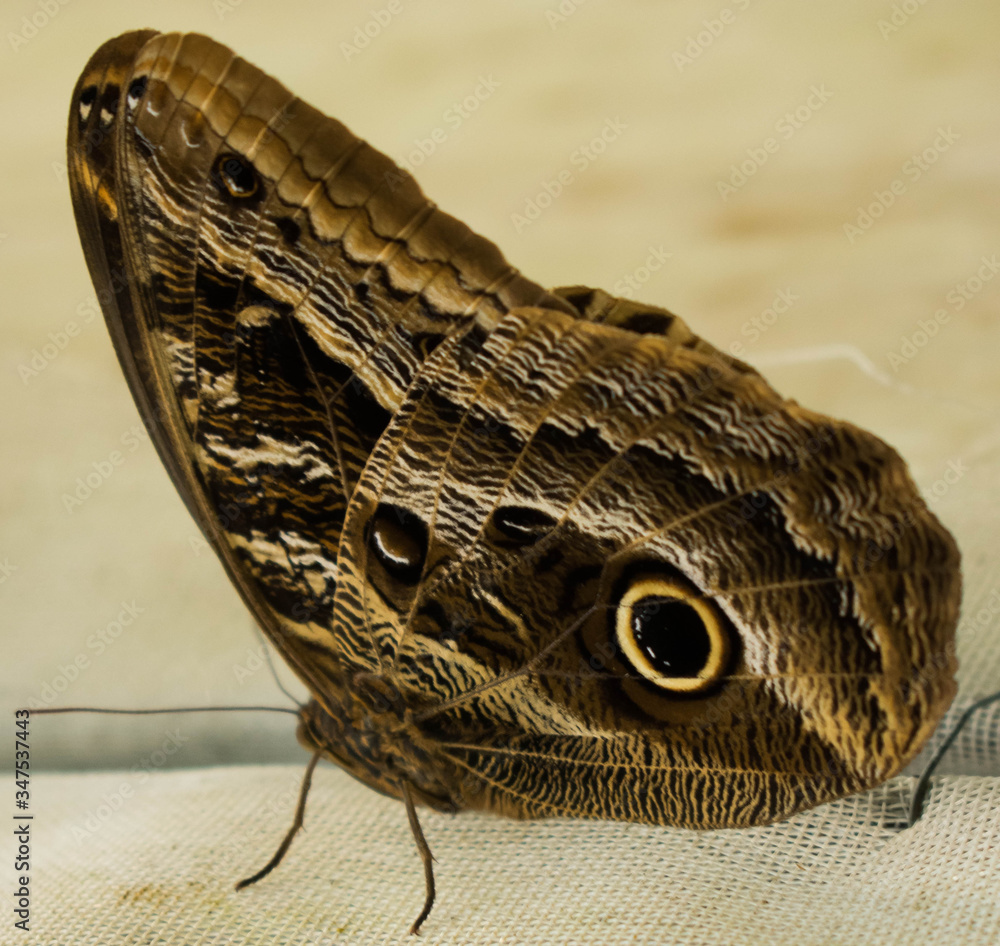 Naklejka premium butterfly