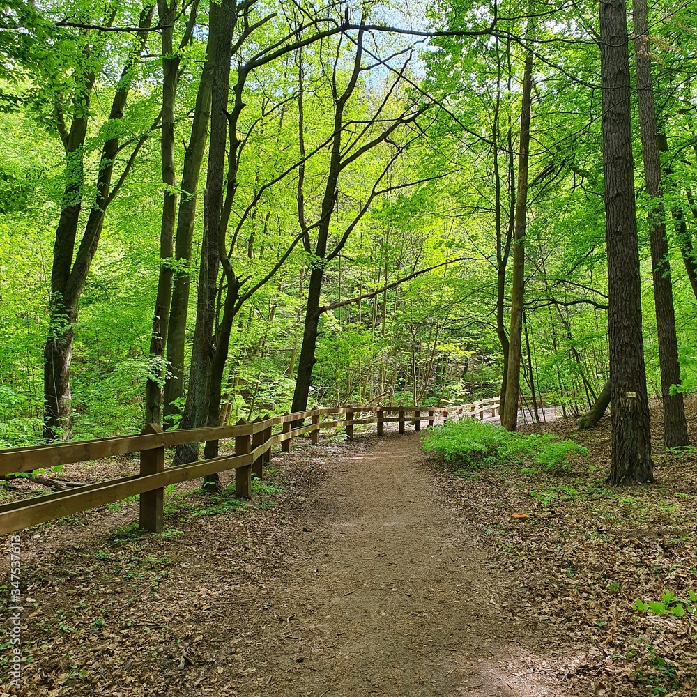 A forest path without people.