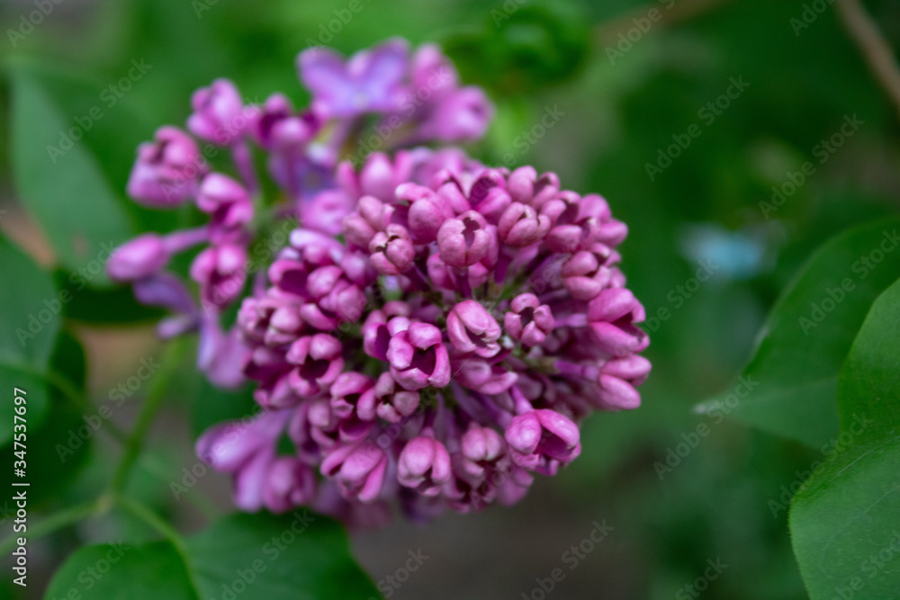 Spring raspberry inflorescences of lilac on a spring day. Spring raspberry inflorescences of lilac on a spring day.