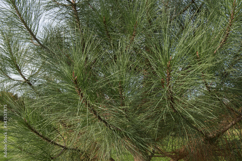 Obraz premium Green Foliage and Cones of a Coulter Pine or Big Cone Pine Tree (Pinus coulteri) Growing in a Garden