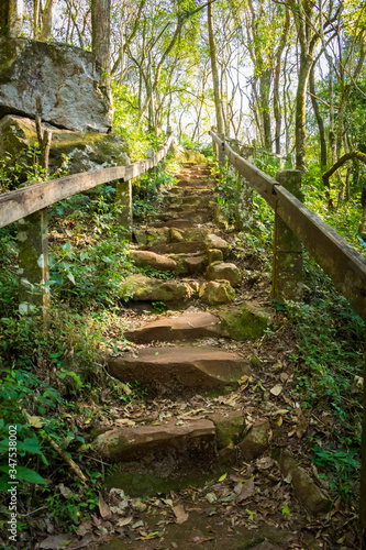  ladder in nature