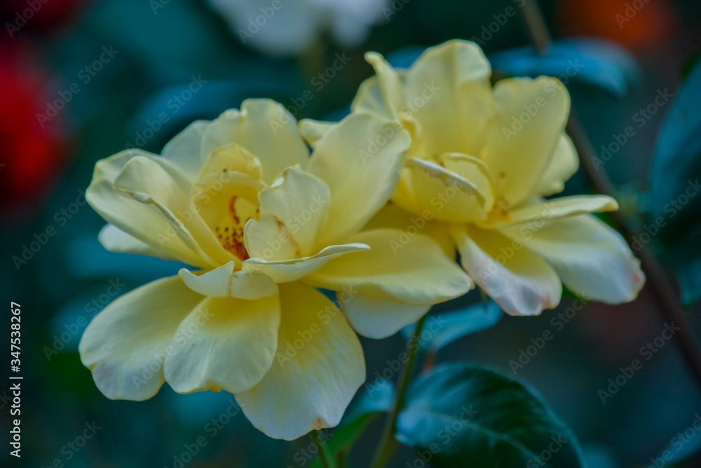 yellow flower yellow flower