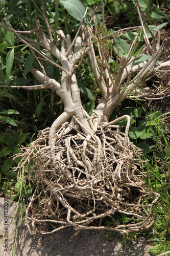Racines nues d'un petit arbre
