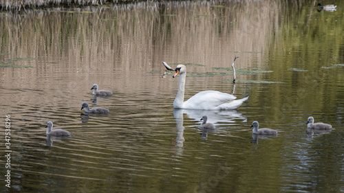 Cygnus olor  swan family with kids