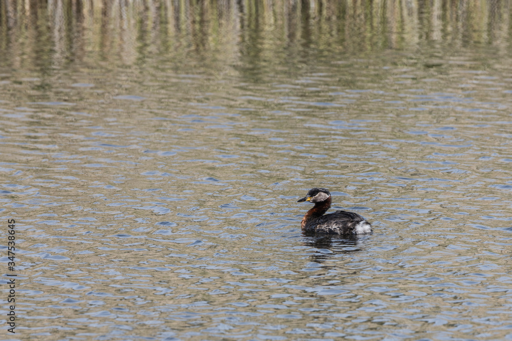 Podiceps cristatus diving bird of doping genus Podiceps cristatus diving bird of doping genus