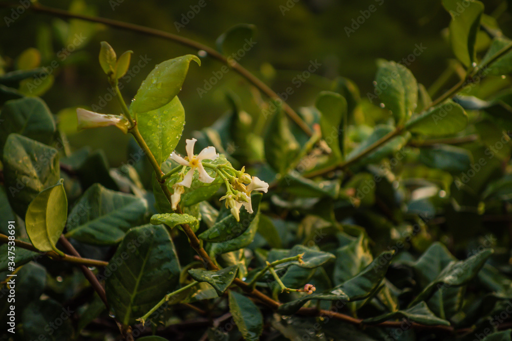 Fototapeta premium star jasmine white flower close up