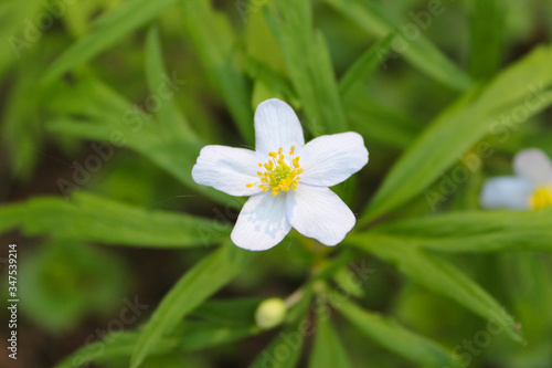 Little white flower in the forest
