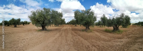 Panoramica campo de olivas