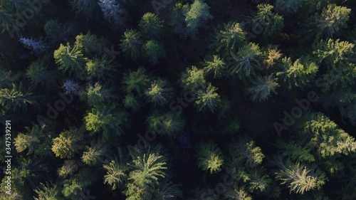 Top down aerial shot of forest in sunset. Norwegian forest. 