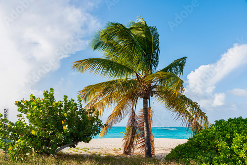 Tropical caribbean seascape