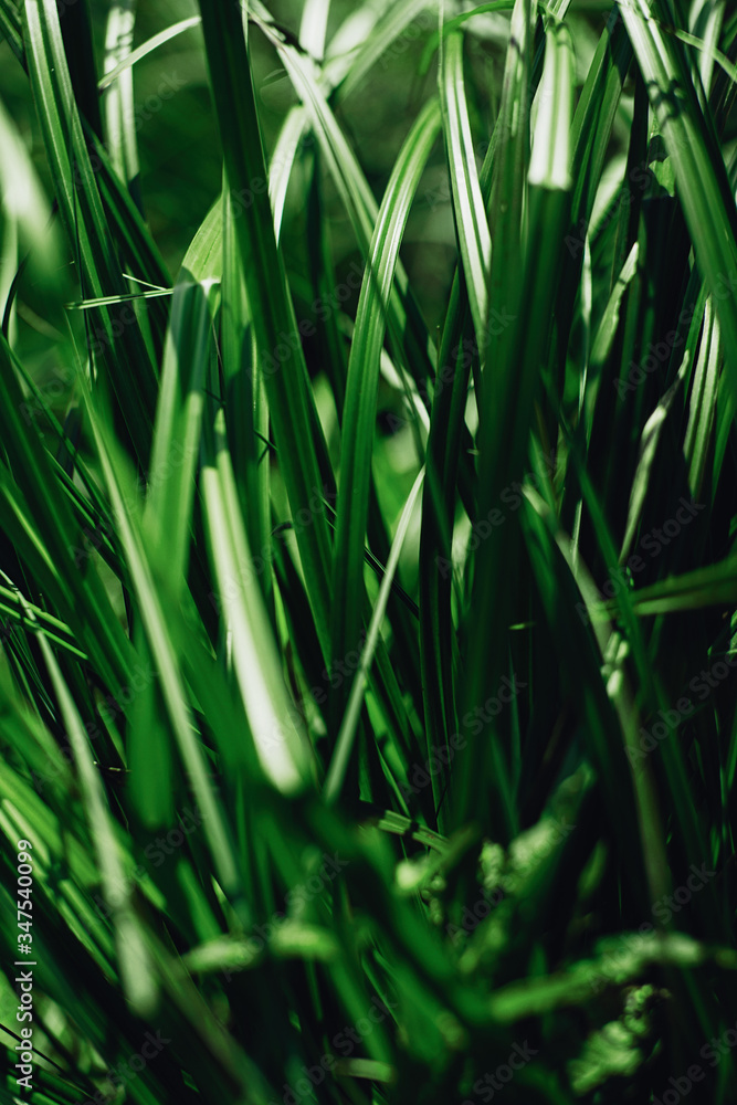 Green grass background, young vegetation as a concept of peace and silence Green grass background, young vegetation as a concept of peace and silence
