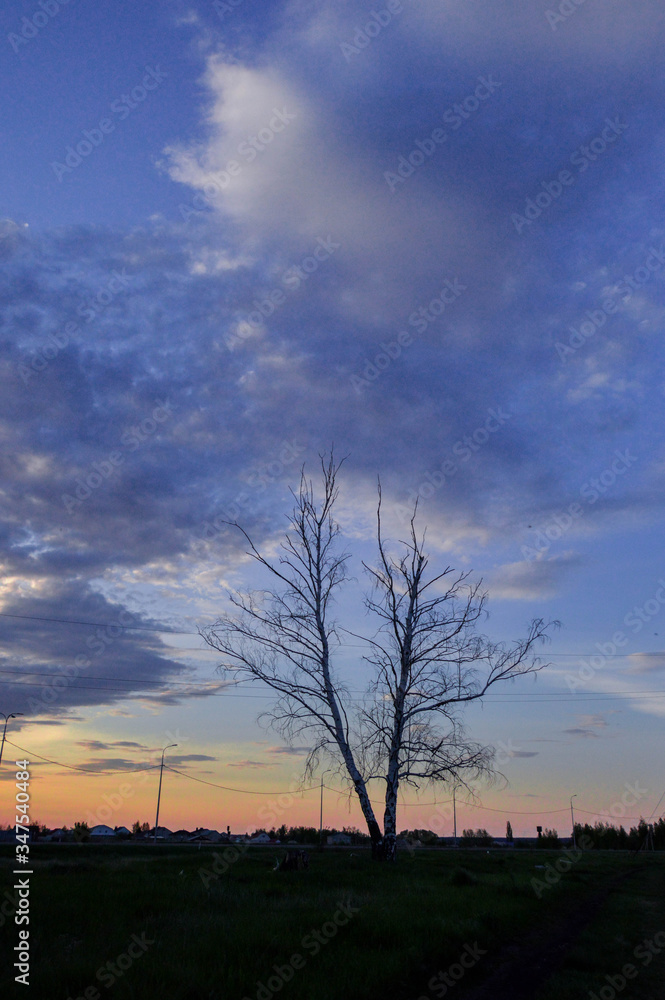 Obraz premium tree in the sunset