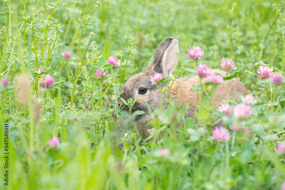 Rabbit on a meadow with pink clover, wildlife Rabbit on a meadow with pink clover, wildlife