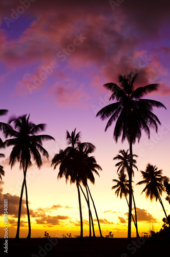 Fototapeta Naklejka Na Ścianę i Meble -  Colorful Caribbean Sunset And Palm Trees, Antigua