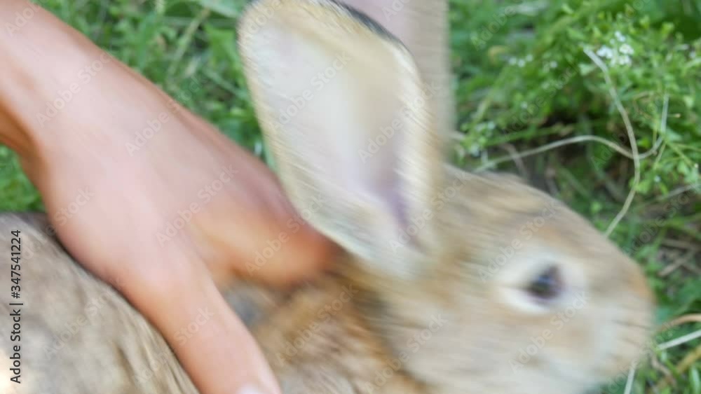 Preventive vaccination of rabbits with an injection of a syringe and a ...