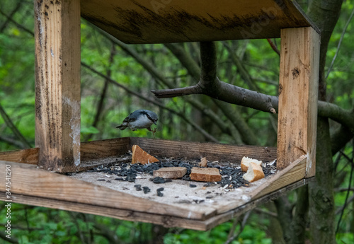 bright forest birds flew to the feeding trough with seeds for lunch