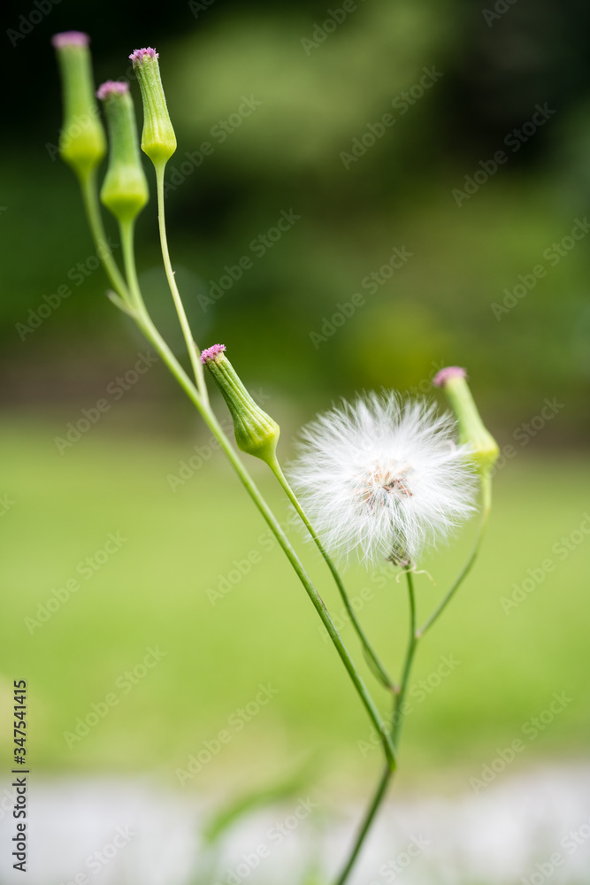 Macro image of Erechtites hieraciifolius or fireweed and its buds on green soft background. Macro image of Erechtites hieraciifolius or fireweed and its buds on green soft background.
