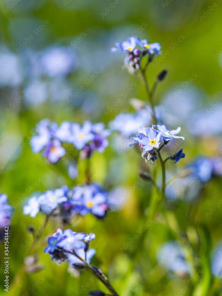 kwiat, fiolet, charakter, kwiat, roślin, jardin, roz, zieleń, jary, lato, lavende, flora, kwiat, kwiat, pola, kwitnienie, kwiatowy, fiolet, piękne, beuty, ziele, hayfield, naturalny, roślin, makro kwiat, fiolet, charakter, kwiat, roślin, jardin, roz, zieleń, jary, lato, lavende, flora, kwiat, kwiat, pola, kwitnienie, kwiatowy, fiolet, piękne, beuty, ziele, hayfield, naturalny, roślin, makro