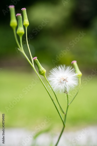 Macro image of Erechtites hieraciifolius or fireweed and its buds on green soft background.