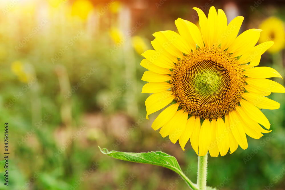 Fototapeta premium sunflower field in summer