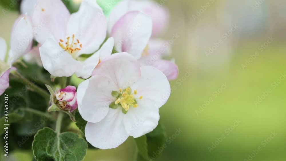 blooming apple tree in spring close-up on blue sky background blooming apple tree in spring close-up on blue sky background