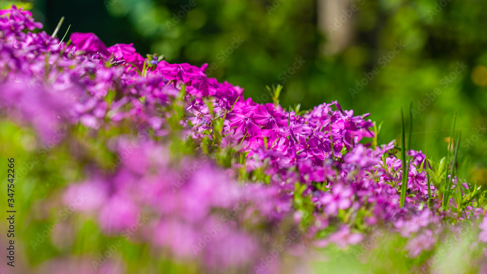 kwiat, fiolet, charakter, kwiat, roślin, jardin, roz, zieleń, jary, lato, lavende, flora, kwiat, kwiat, pola, kwitnienie, kwiatowy, fiolet, piękne, beuty, ziele, hayfield, naturalny, roślin, makro kwiat, fiolet, charakter, kwiat, roślin, jardin, roz, zieleń, jary, lato, lavende, flora, kwiat, kwiat, pola, kwitnienie, kwiatowy, fiolet, piękne, beuty, ziele, hayfield, naturalny, roślin, makro