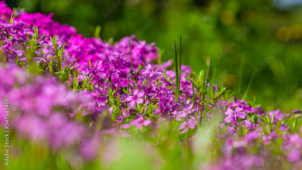 kwiat, fiolet, charakter, kwiat, roślin, jardin, roz, zieleń, jary, lato, lavende, flora, kwiat, kwiat, pola, kwitnienie, kwiatowy, fiolet, piękne, beuty, ziele, hayfield, naturalny, roślin, makro