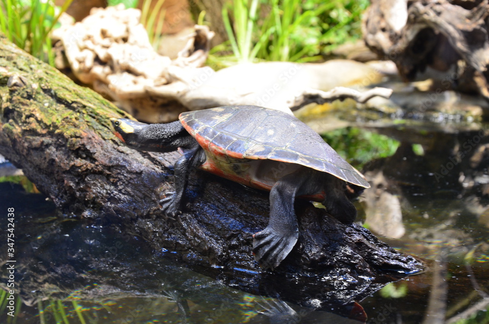 Fototapeta premium turtle on the lakeside of the zoo