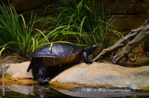 turtle on the lakeside of the zoo photo