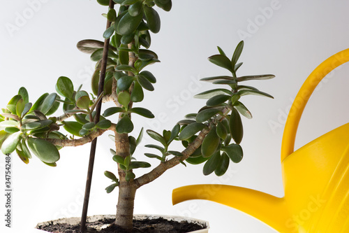 Watering can water soil in pot with crassula ovata on the white background photo