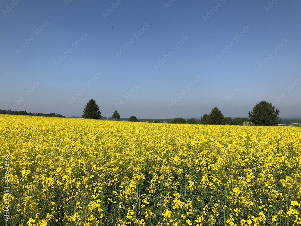 Fototapeta premium Champ de colza
