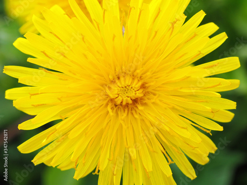 Dandelion flower close-up. Top view on a background of green grass. Yellow petals  stamens and pistils. Colorful illustration on the theme of summer and warm season. Bright saturated color. Macro
