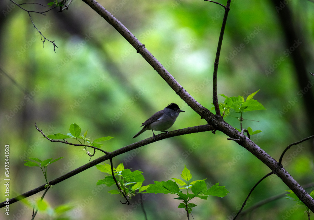 bright forest birds flew to the feeding trough with seeds for lunch bright forest birds flew to the feeding trough with seeds for lunch