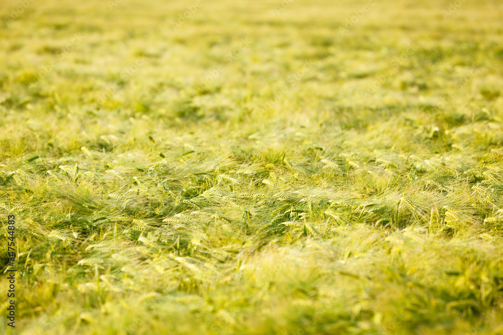 Rye Field In Summer Rye Field In Summer