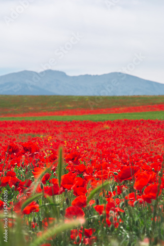 spectacular field of poppies in spring