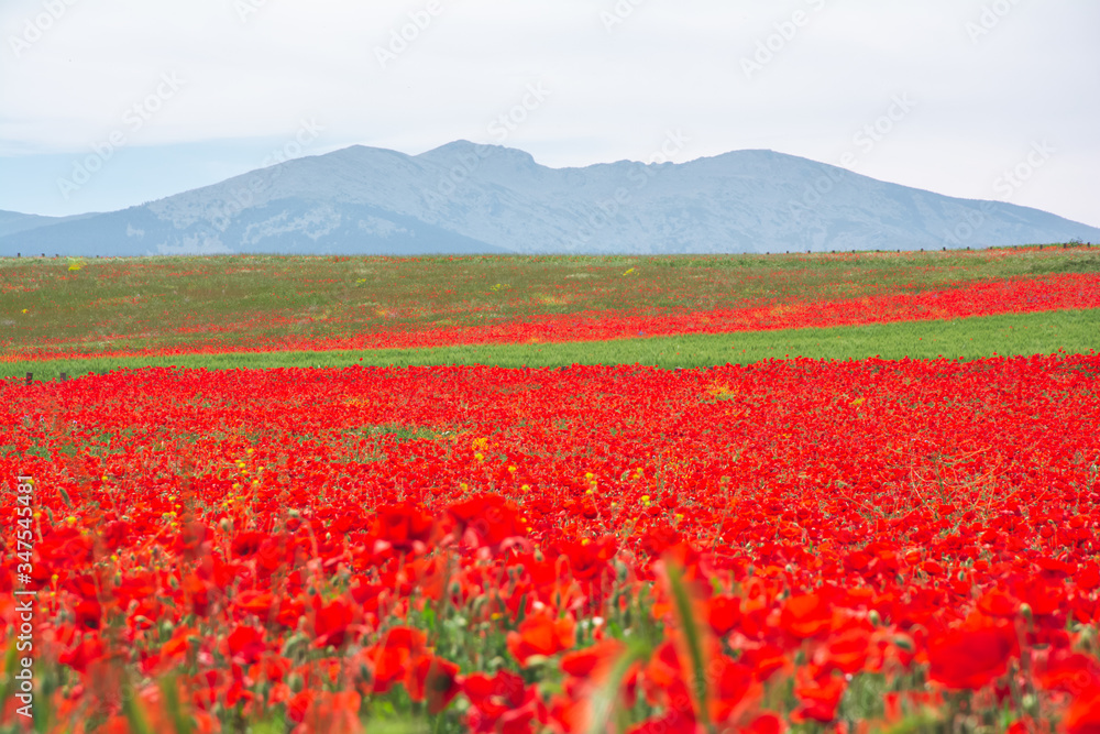 spectacular field of poppies in spring