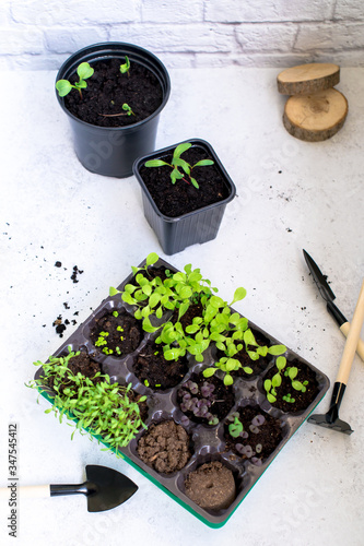Little plant sprouts in black plastic grow box. Garden and agriculture concept