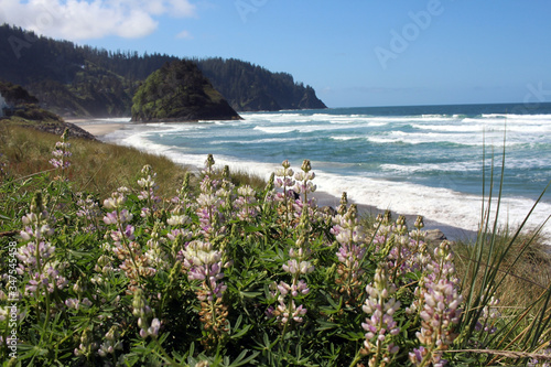 Pacific Northwest Ocean with Proposal Rock and Lupine Flowers, Majestic View