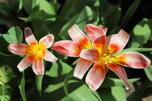 Beautiful flowers tulips. Flowering in the spring. Top view. Background. Landscape.