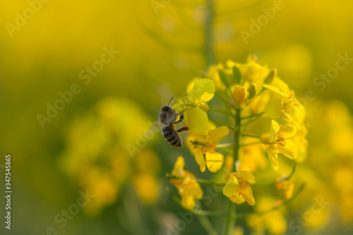 bee on rape flower  © Alice_D