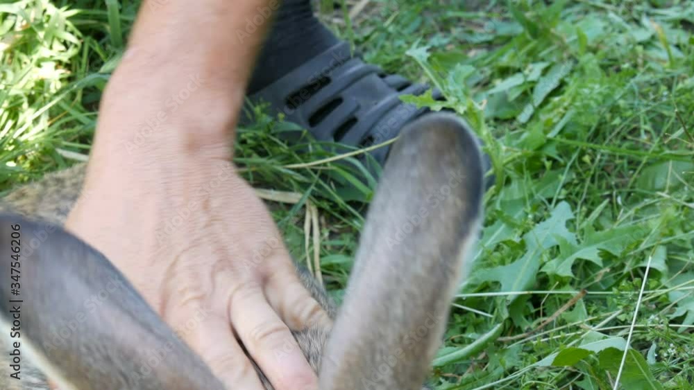 Preventive vaccination of rabbits with an injection of a syringe and a