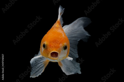 single oranda goldfish with black background