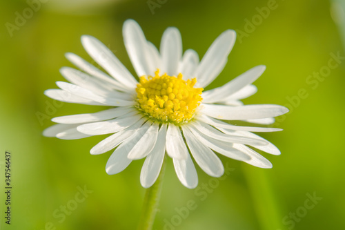 daisy flower close up in the garden