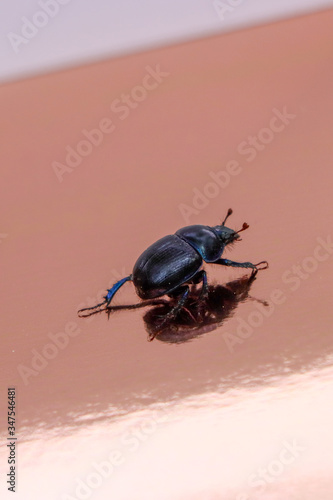 Waldmistkäfer / dung beetle / bousier / mestkever