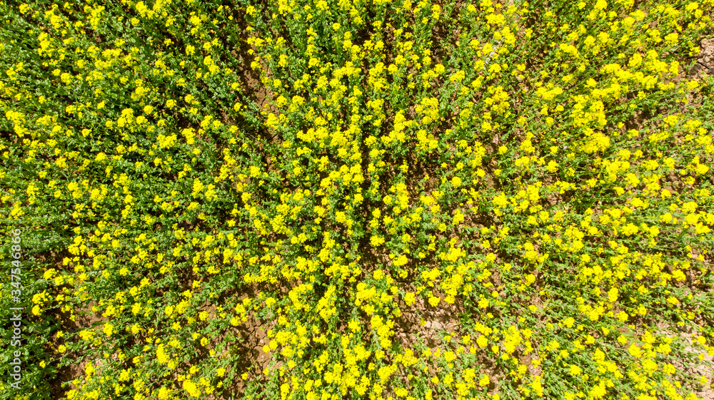 Aerial view of yellow rapeseed field close up. Aerial view agricultural fields.
Aerial view of yellow rapeseed field close up. Aerial view agricultural fields.
