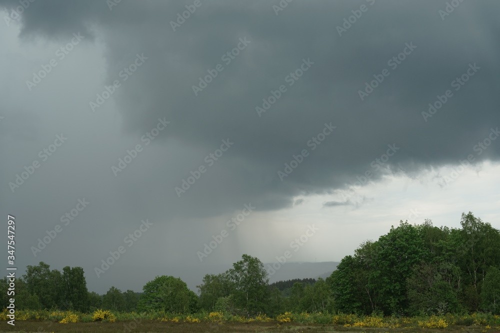 Landschaft mit Ginster bei Regen Landschaft mit Ginster bei Regen