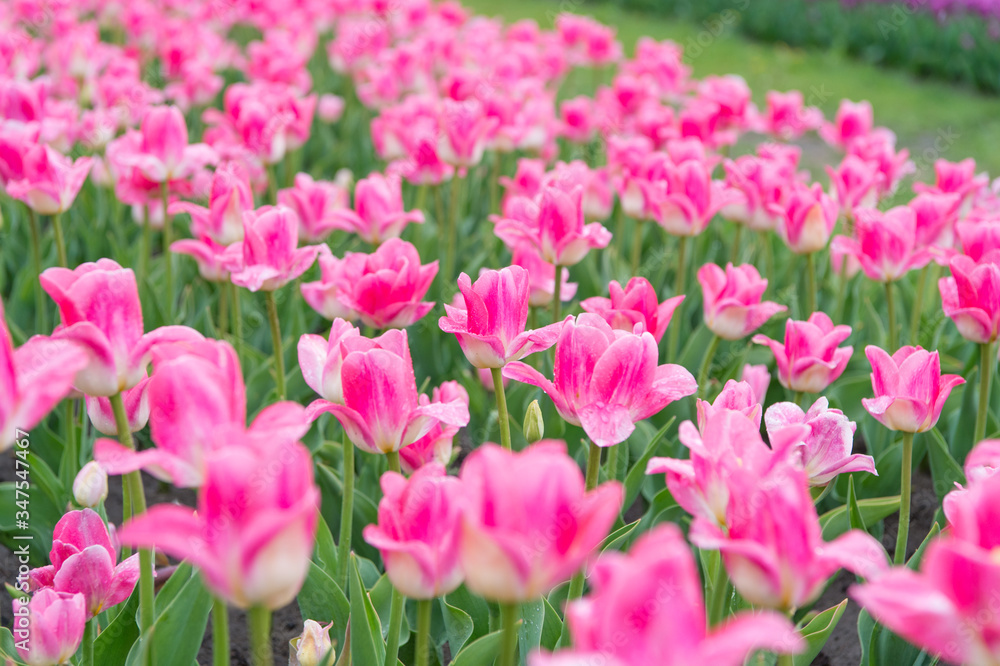 planting flower at greenhouse. spring tulip field. pink vibrant flowers. beauty of nature. enjoy seasonal blossom. pink flowers in field. Landscape of Netherlands tulips. Spring season travel
