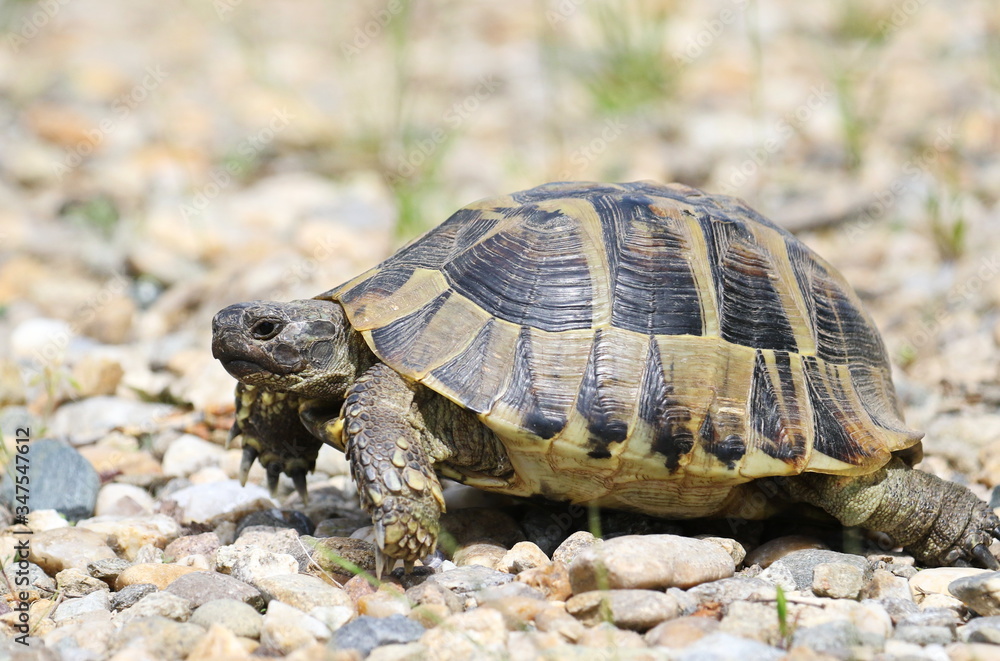 Eastern Hermann's tortoise, European terrestrial turtle, Testudo hermanni boettgeri Eastern Hermann's tortoise, European terrestrial turtle, Testudo hermanni boettgeri