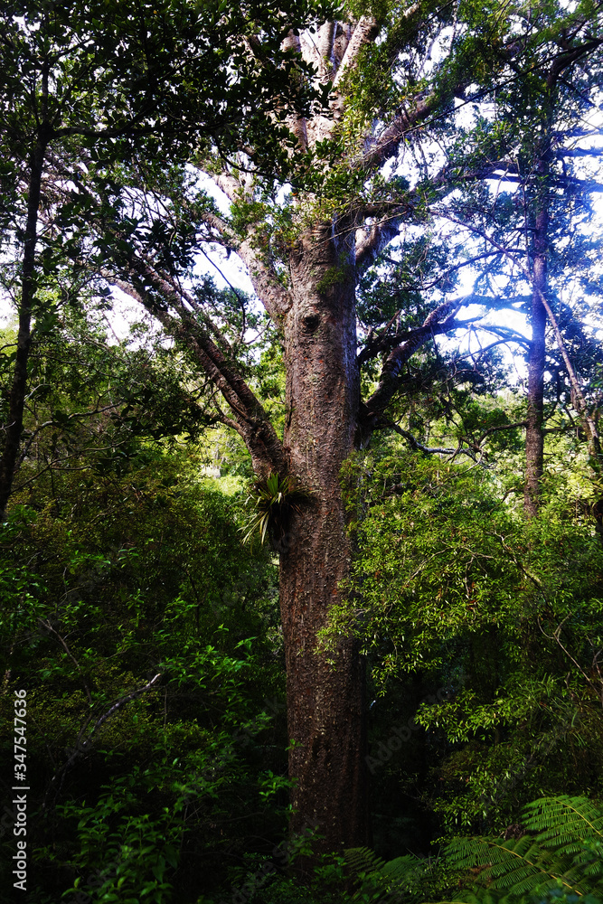 Fototapeta premium Trees in the woods