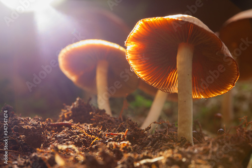Fototapeta Hallucinogenic mushrooms grow in a natural environment